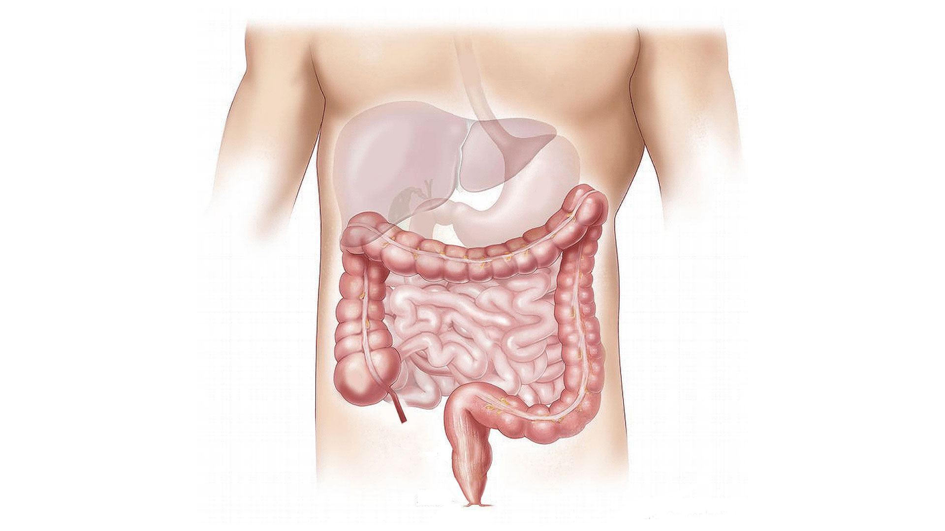 Nutrizionista Silene Pretto - METABOLISMO BLOCCATO⁉️ Spesso hai la  sensazione che il corpo si blocchi attorno a un certo numero sulla  bilancia, indipendentemente da quanto sia pulita la tua dieta e da